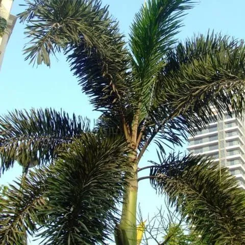 thumbnail for publication: Wodyetia bifurcata, Foxtail Palm